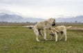 Playing sheep dogs Royalty Free Stock Photo