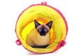 Playing Siamese Cat Royalty Free Stock Photo