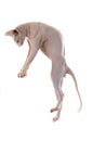 Playing Sphynx Hairless Cat Royalty Free Stock Photo