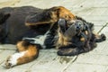 Playing the Tibetan Mastiff puppy. Royalty Free Stock Photo