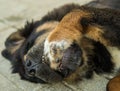 Playing the Tibetan Mastiff puppy. Royalty Free Stock Photo