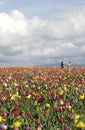 Playing in Tulip Fields Royalty Free Stock Photo