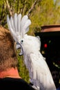 Playing with White Cockatoo parrot ( Cacatua alba or Umbrella Cockatoo) Royalty Free Stock Photo