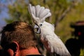 Playing with White Cockatoo parrot ( Cacatua alba or Umbrella Cockatoo) Royalty Free Stock Photo