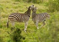 Playing zebra Royalty Free Stock Photo