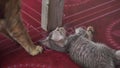 Playtime Fun: Cat and Kitten Enjoying Quality Time Together