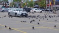 Pigeons in a plaza car parks