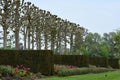 Pleached Lime Walk, Yew and Tulips, Mottisfont Abbey, Hampshire, England. Royalty Free Stock Photo