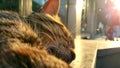 A pleasant atmospheric video with a lying cat on the street, is basking in the warm rays of the sun and silhouettes of