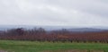 Pleasant row Of Apple trees in local New England orchard