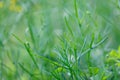 Pleasant summer greenery of wild flowers and leaves in beautiful wild meadow. Delicate new life and growth concept Royalty Free Stock Photo