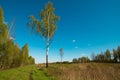 Pleasant summer landscape: old blue sky and clouds, green grass and a single birch tree on a field. A happy idyllic scenery view Royalty Free Stock Photo