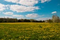 Pleasant sunny summer countryside landscape: blue sky, green grass and forest trees, white clouds and yellow dandelion flowers on Royalty Free Stock Photo