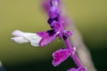 A pleasant, sweet smell beautiful Lavender 4