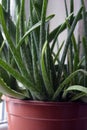 Beautiful and not ordinary home flower, houseplant Aloe tree, Aloe ferox, Aloe vera, - centennial blend