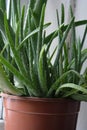 Beautiful and not ordinary home flower, houseplant Aloe tree, Aloe ferox, Aloe vera, - centennial blend