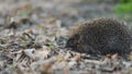 Pleasant weeny forest hedgehog sneaking his nose trying to feel the smell of nature around, Steady cam, slow mo shot