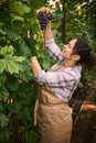 Pleasant woman, winegrower inspecting a freshly picked bunch of organic purple grapes in a vineyard