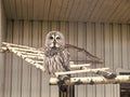 Please allow it to fly. Great grey owl with cryptic plumage. Cute owl bird with large eyes and hawk beak. Owl perched in