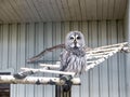 Please allow it to fly. Great grey owl with cryptic plumage. Cute owl bird with large eyes and hawk beak. Owl perched in