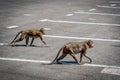 Please beware Monkey cross the Road, Concept saving Animals Royalty Free Stock Photo