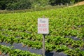 `Please Do not Pick Here` sign at an organic U-Pick strawberry farm, California