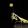Praying Mantis closeup moonlight insect Royalty Free Stock Photo
