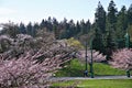 Cherry blossom in Vancouver, Beautiful BC, Canada Royalty Free Stock Photo