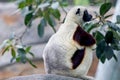 Please leave me alone, Coquerel`s sifaka,