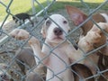White Pit Bull Puppy Growing Up In Shelter