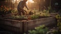 a gardener plants fresh vegetables in a raised garden bed during a beautiful sunrise.