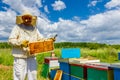 Pleased apiarist, beekeeper is holding sealed full honeycomb wit