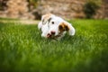 Pleased and happy dog eating meat on bone lying on green grass