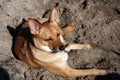 Pleased and happy red dog lies on the sand