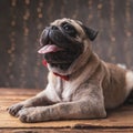 Pleased pug dog lying down and sticking out tongue Royalty Free Stock Photo