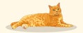 Pleased with striped red cat stretched his full height. Imposing posture. Cat lying and resting. Favorite pets. Realistic vector