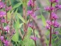 Pleasing abstract pattern created by Purple Loosetrife flower stems