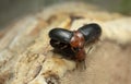 Pleasing fungus beetles, Triplax russica mating on fungi Royalty Free Stock Photo