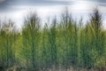 Young bright green leaves blossomed on trees Royalty Free Stock Photo