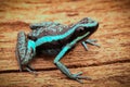 Pleasing poison dart frog Ameerega bassleri