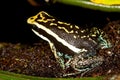 PLEASING POISON FROG epipedobates bassleri, ADULTE, PEROU Royalty Free Stock Photo