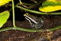 PLEASING POISON FROG epipedobates bassleri, ADULTE, PEROU Royalty Free Stock Photo