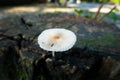 Pleated inkcap Mushroom emerging from a wet humid wooden stump. Parasola plicatilis is a small saprotrophic mushroom with a Royalty Free Stock Photo