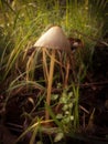 Pleated Inkcap mushroom grows on a grassy verge