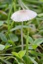 Pleated Inkcap