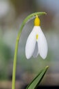 Pleated snowdrop (galanthus plicatus) flower