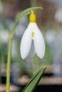 Pleated snowdrop (galanthus plicatus) flower