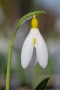 Pleated snowdrop (galanthus plicatus) flower