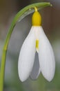 Pleated snowdrop (galanthus plicatus) flower