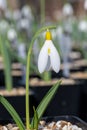 Pleated snowdrop (galanthus plicatus) flower